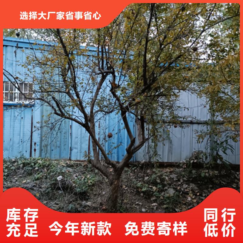 法桐行情公司多年行业经验