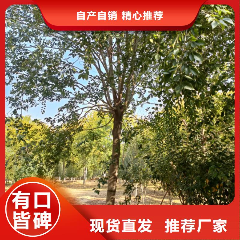 专业销售造型法桐厂家量大从优