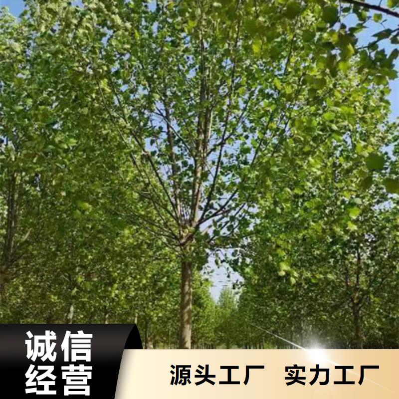 生产法桐小苗_诚信企业生资质认证