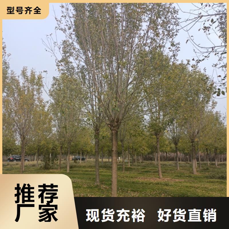 法桐小苗价格合理苗木基地规格型号全