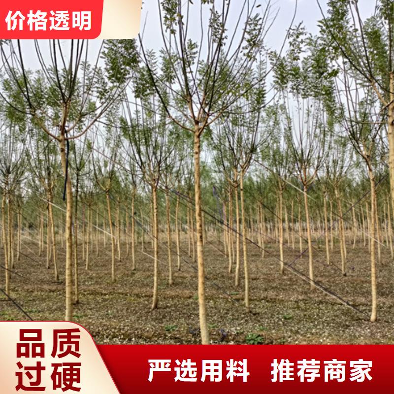 速生法桐批发_翌昊苗木种植基地推荐商家