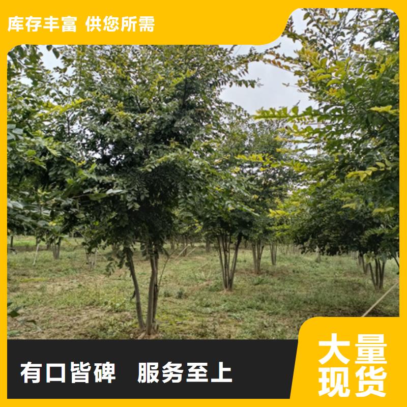 质量好的造型法桐厂家排名可定制