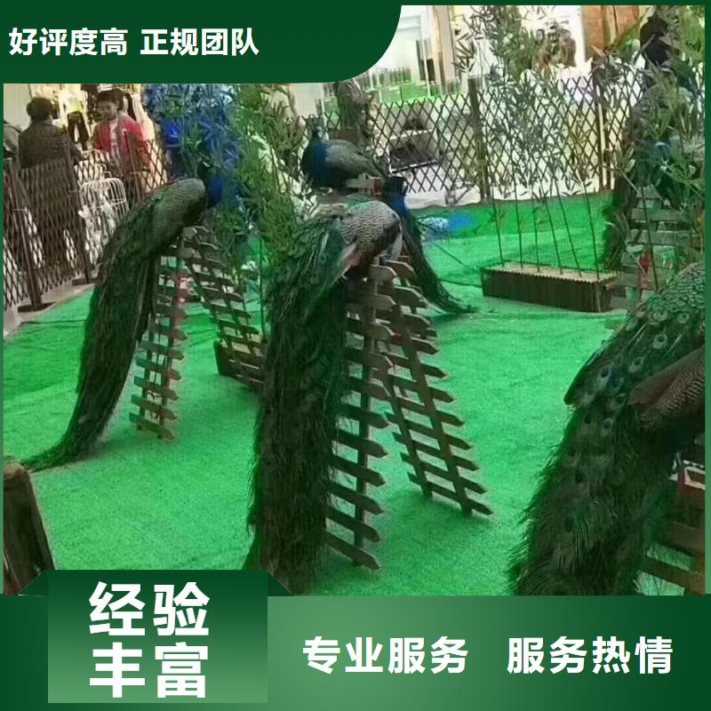 羊驼租赁联系方式一对一服务