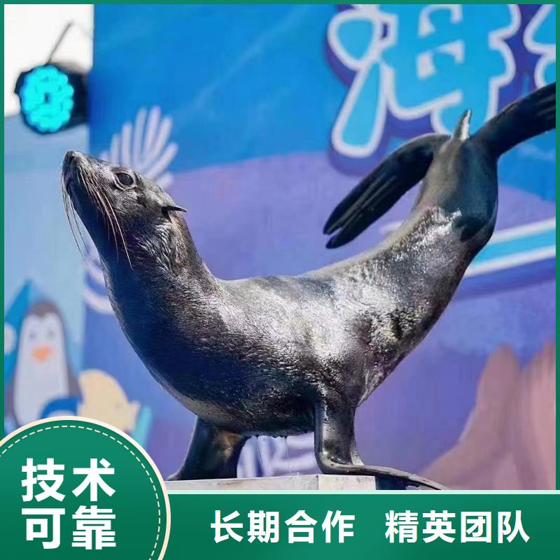 海狮表演租赁当地厂家