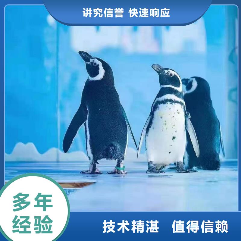 哪有出租海狮表演的活动图片诚信