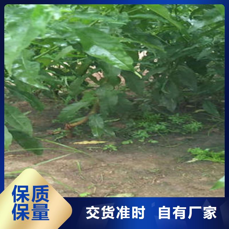 永莲蜜桃四号桃树苗基地价格实在