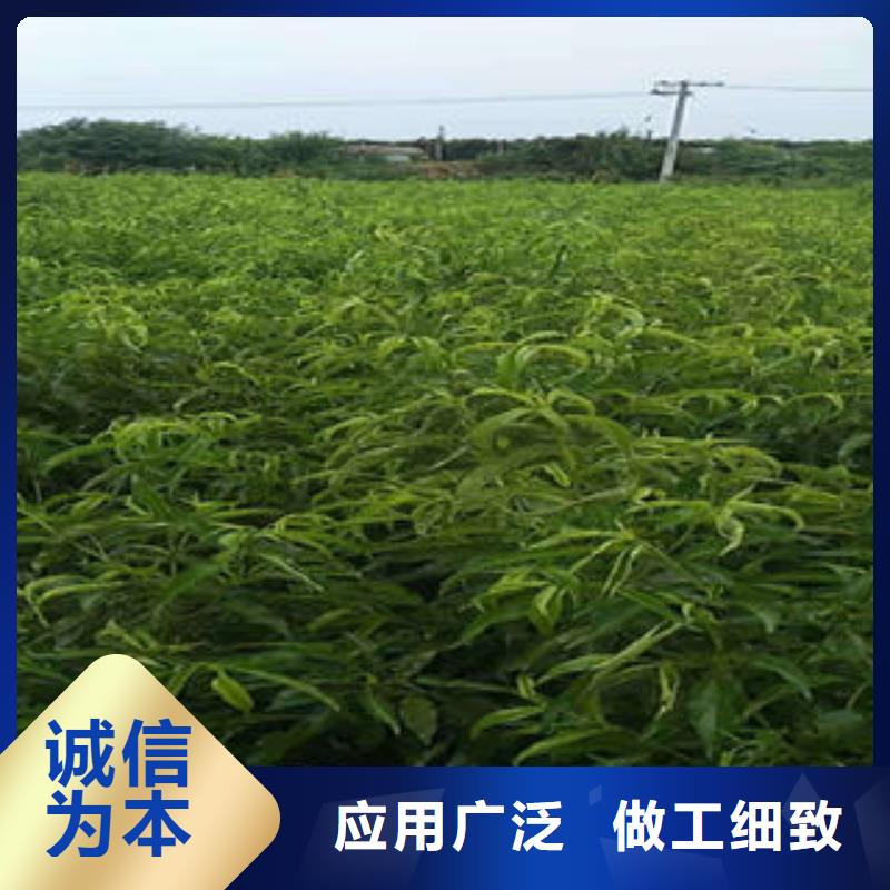 早熟桃树苗0.6公分用的放心