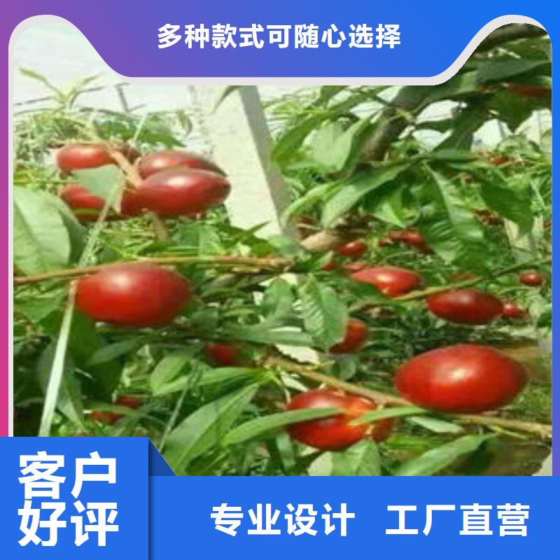 岱妃桃树苗种植方法及时间一致好评产品