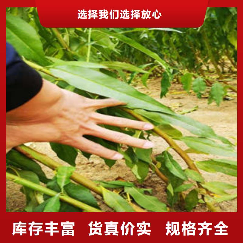 澳洲红毛桃树苗种植时间多年厂家可靠