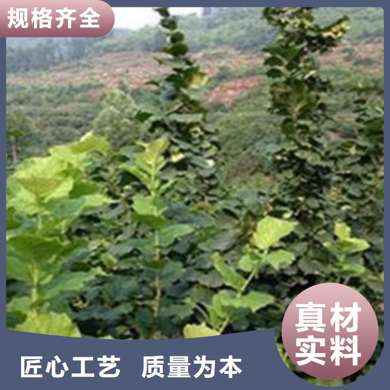 ​4公分种植方法及时间同城品牌