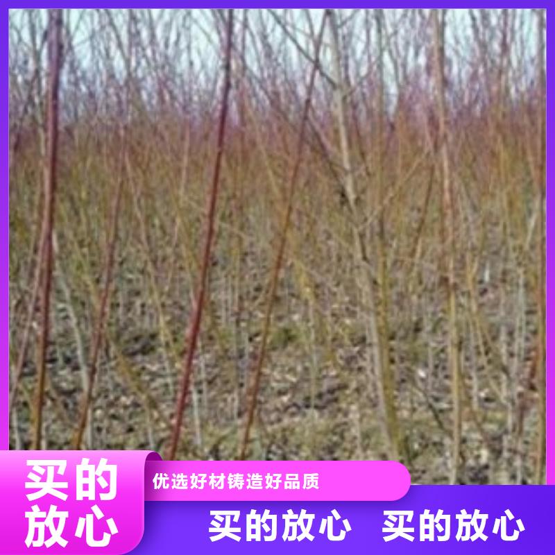 1.2米一亩地种植利润价格合理