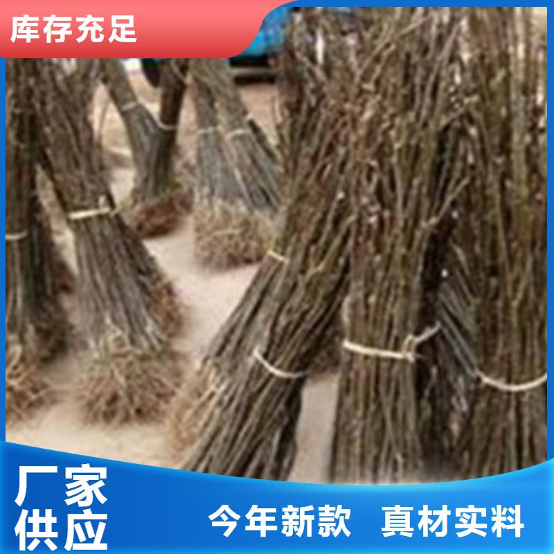 苹果梨苗产地价格当地货源