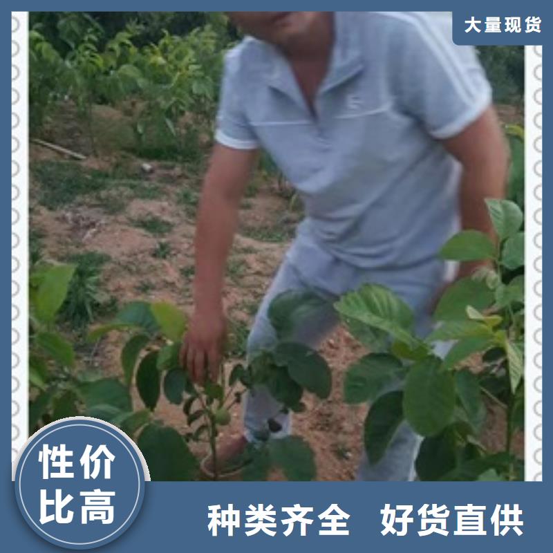 早实核桃树苗品种介绍源头工厂量大优惠