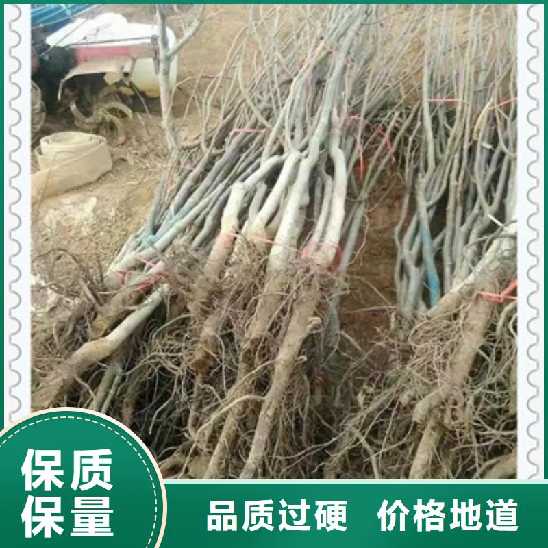 香玲核桃树苗多少钱一颗工程施工案例