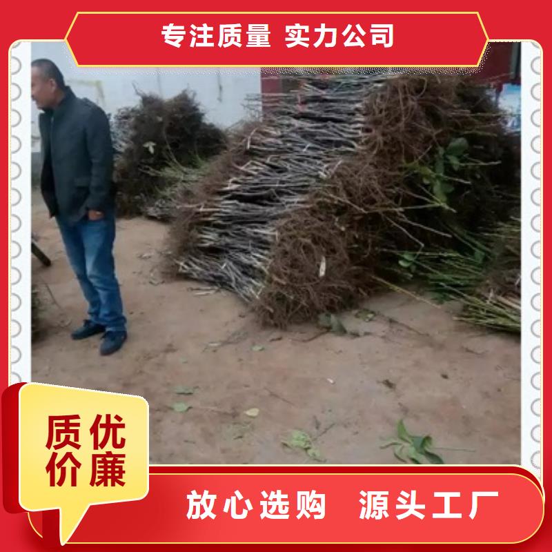 纸皮核桃树苗苗木基地主推产品