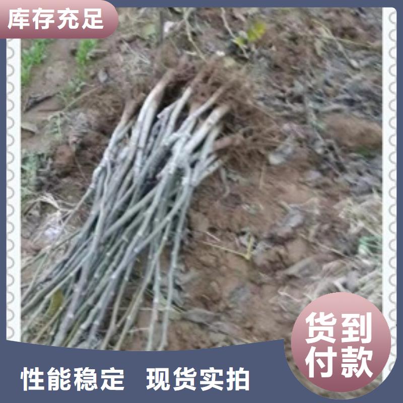 核桃树苗产地价格合理