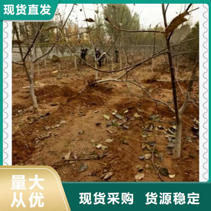 香玲核桃苗怎么买本地经销商