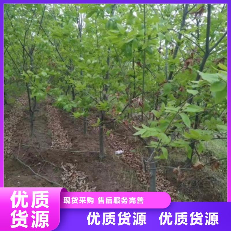 青熟栗子苗种植方法附近厂家