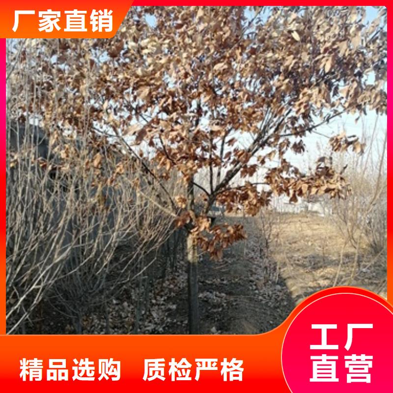 嫁接板栗苗出售当地生产厂家