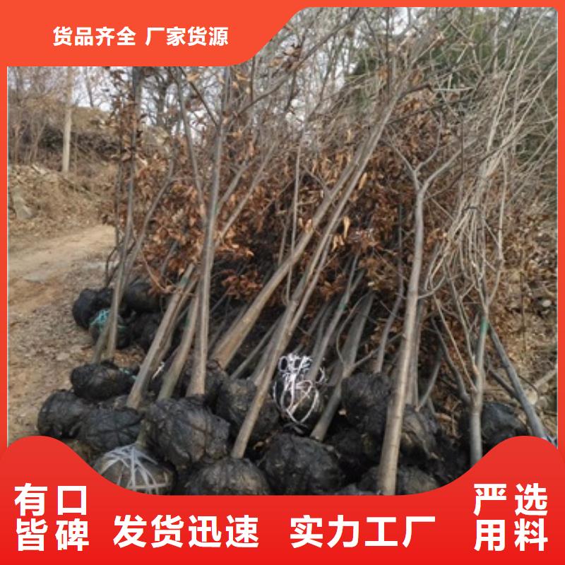 【板栗苗】花椒苗价格有优势一个起售