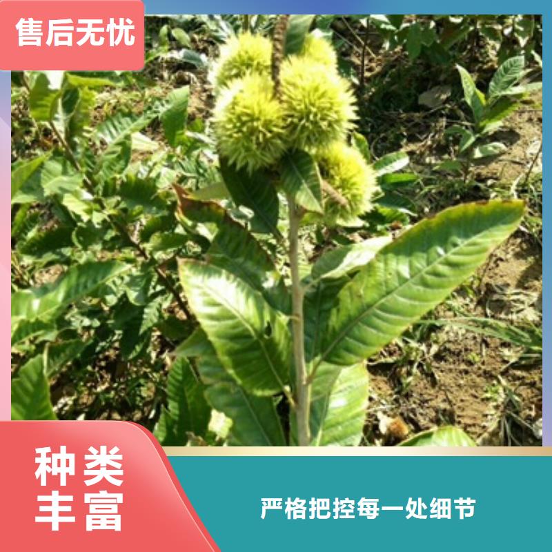 板栗苗【花椒苗】一致好评产品使用方法