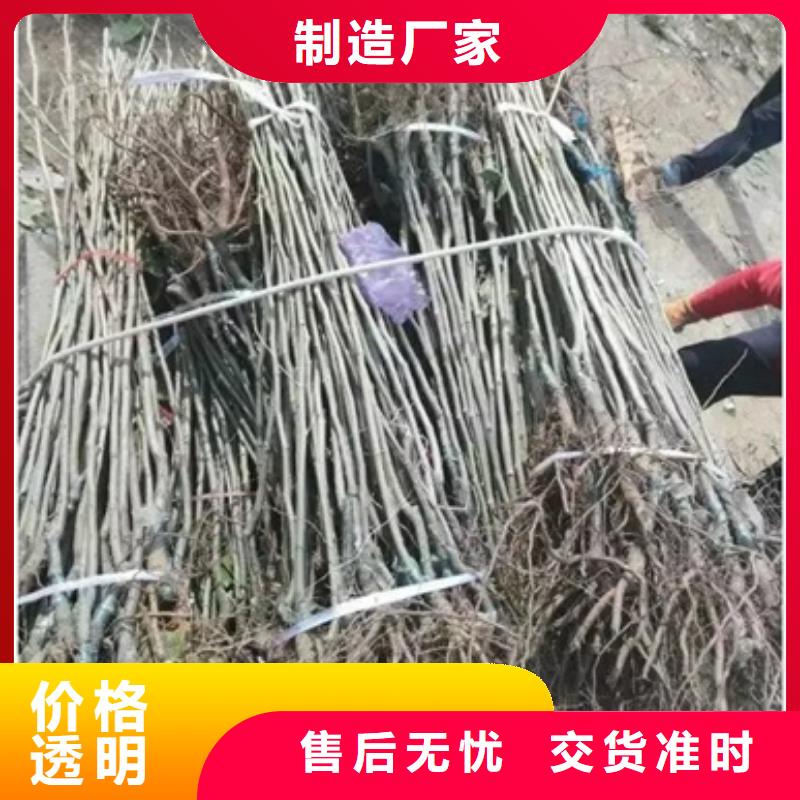 板栗苗量大更优惠价格实惠