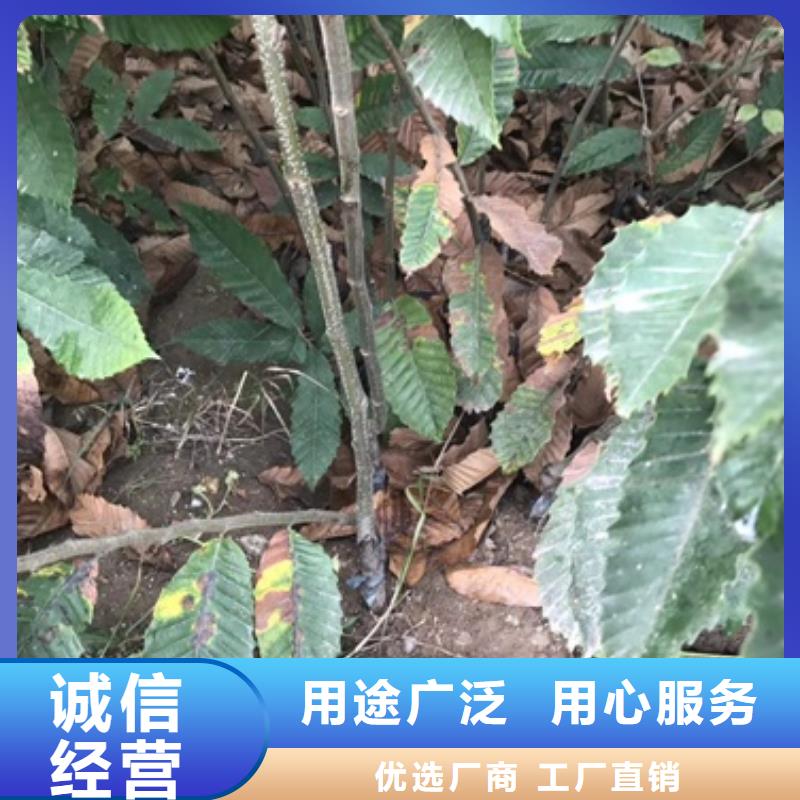 【板栗苗-蓝莓苗好货直供】实力商家供货稳定