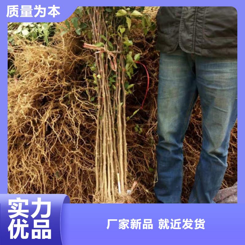 大红袍花椒苗专业合作社当地货源