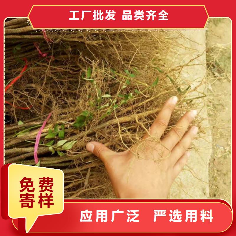 花椒苗桃树苗详细参数同城公司