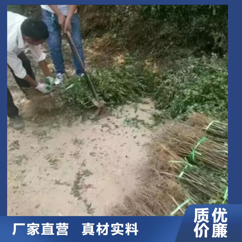 花椒苗【蓝莓苗】多种场景适用同城供应商