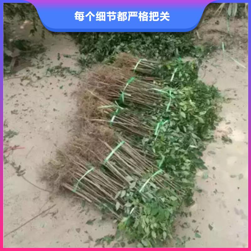 花椒苗梨树苗可定制买的放心