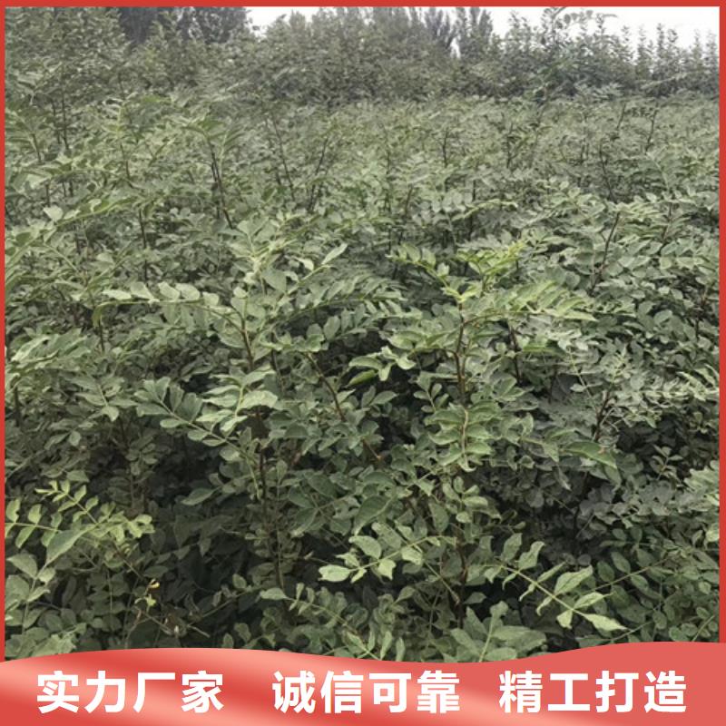 无刺花椒树苗生产基地附近货源