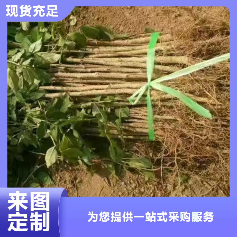 九叶青花椒苗什么价格精选货源