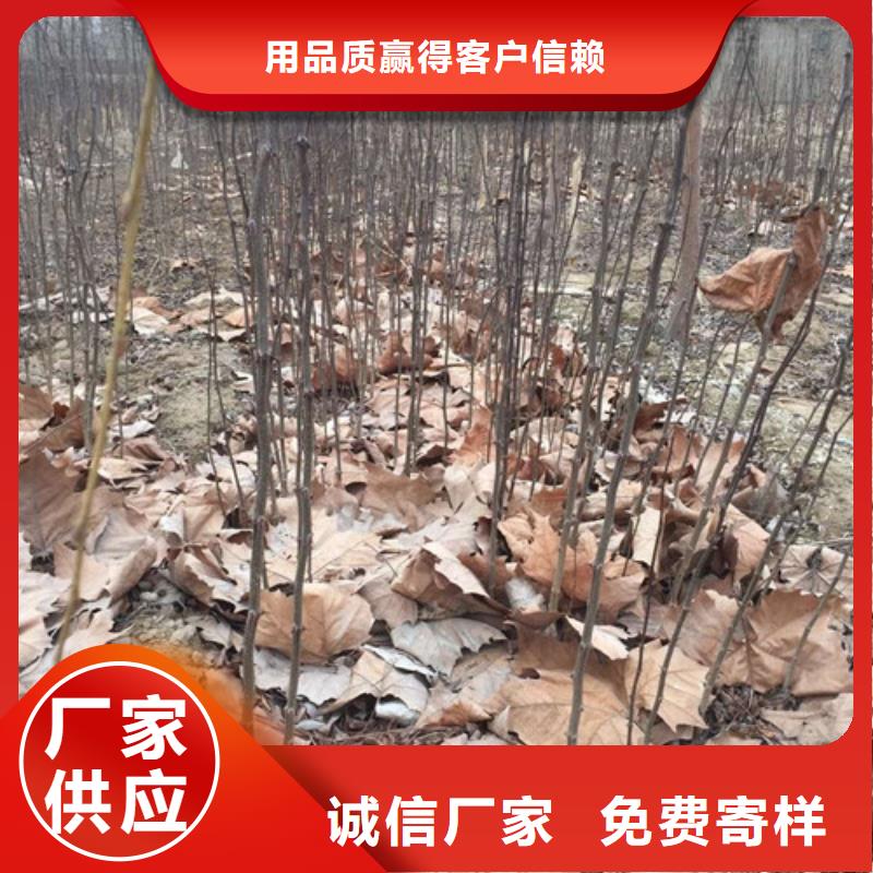 无刺花椒苗亩产多少产地源头好货