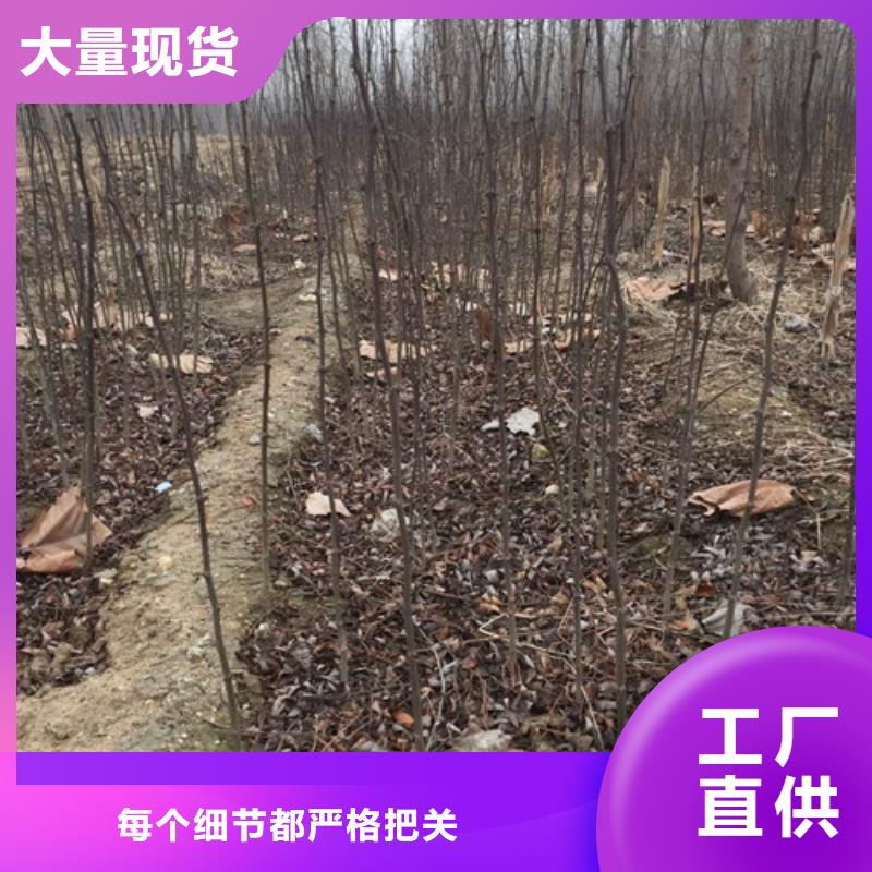 花椒苗病虫防治当地公司