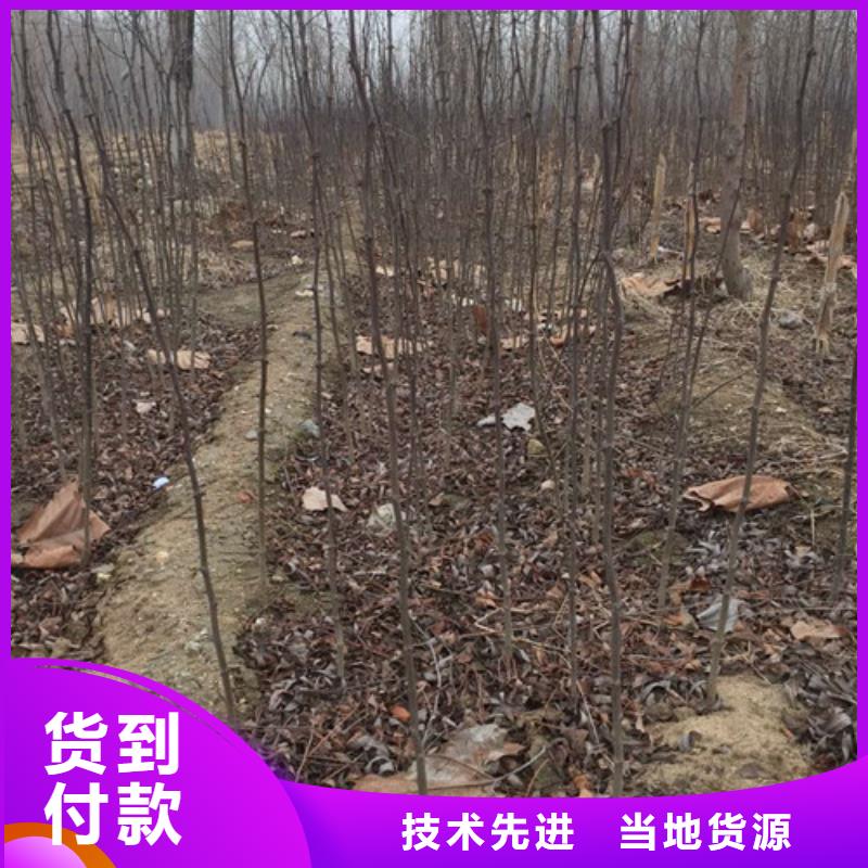 大红袍花椒树苗专业合作社本地经销商