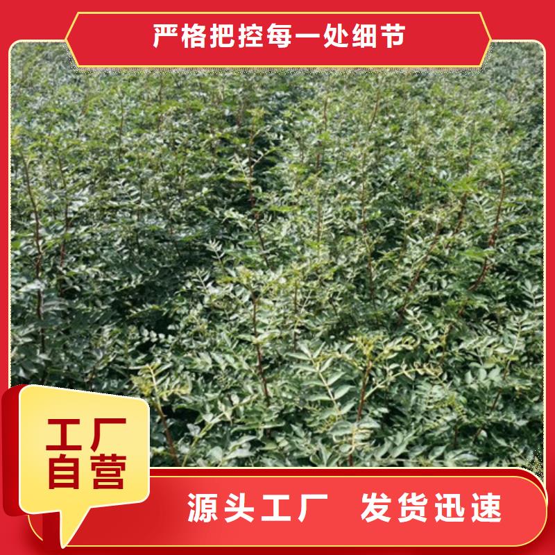 花椒苗桃树苗批发商货到付款