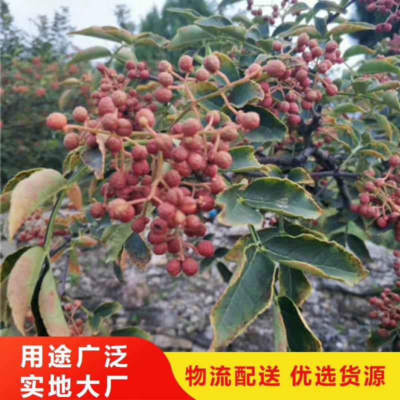 花椒苗梨树苗全新升级品质保障厂家实力大