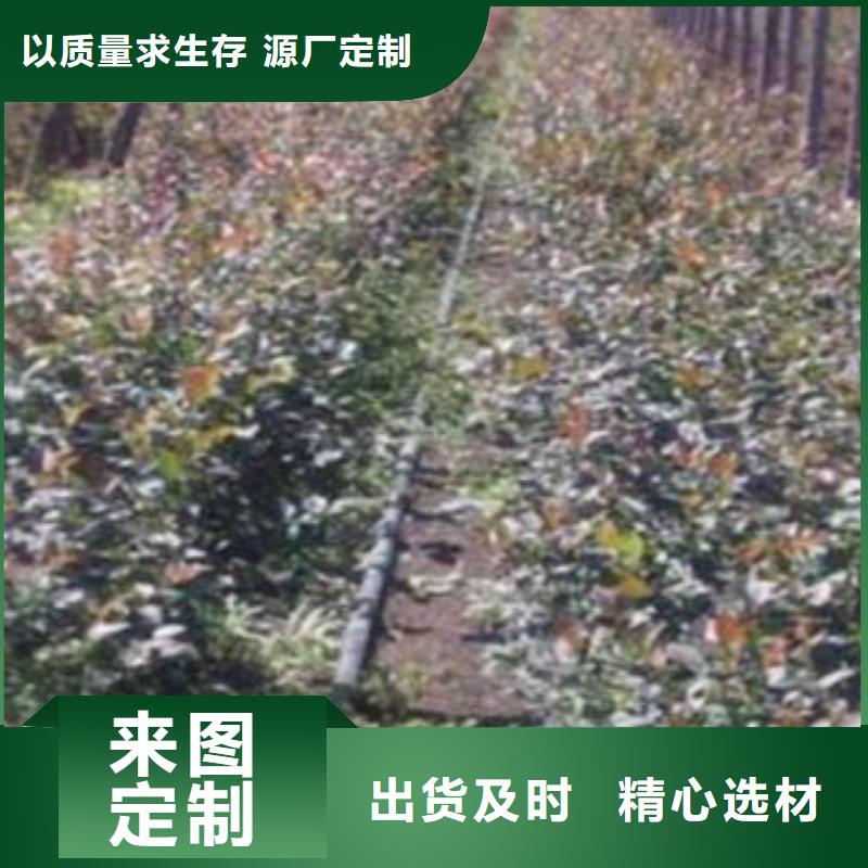 蓝莓苗【山楂苗】厂家直营自产自销