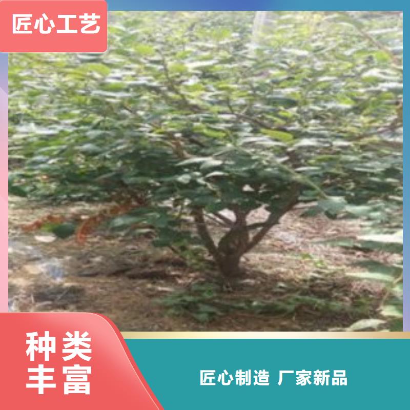 杰兔蓝莓树苗种植方法货到付款