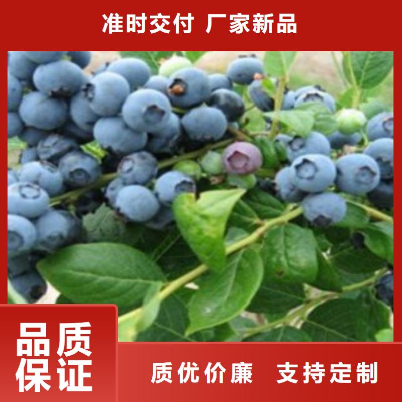 瞳仁蓝莓树苗品种介绍源头厂家量大价优