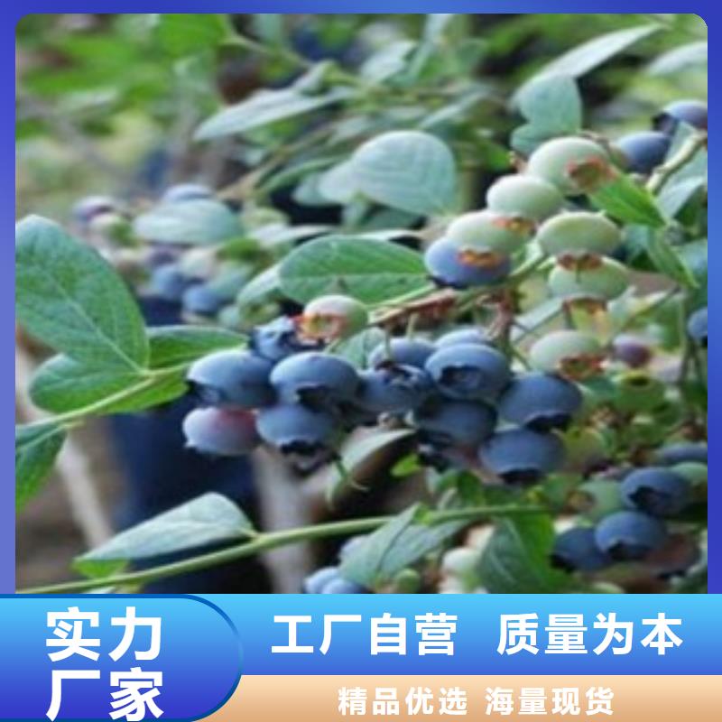 佛罗里达蓝蓝莓树苗种植方法值得信赖