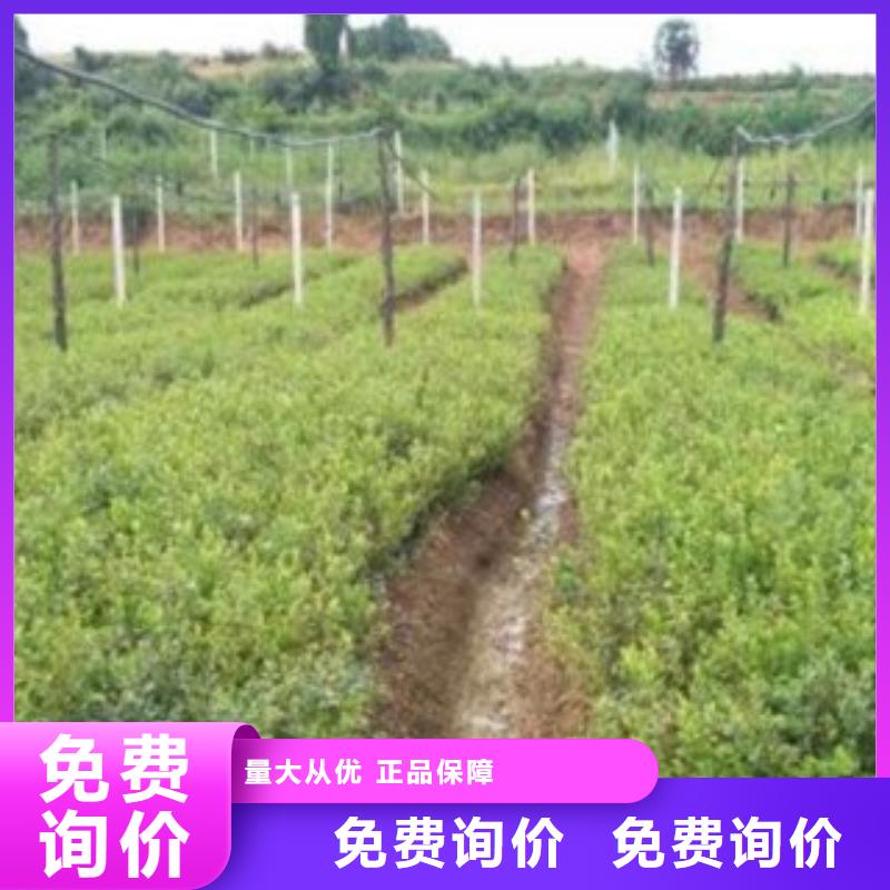 钱德勒蓝莓树苗种植方法及时间品质卓越