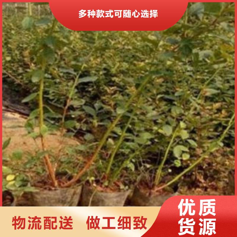 3年生蓝莓苗多少钱一棵种类多质量好