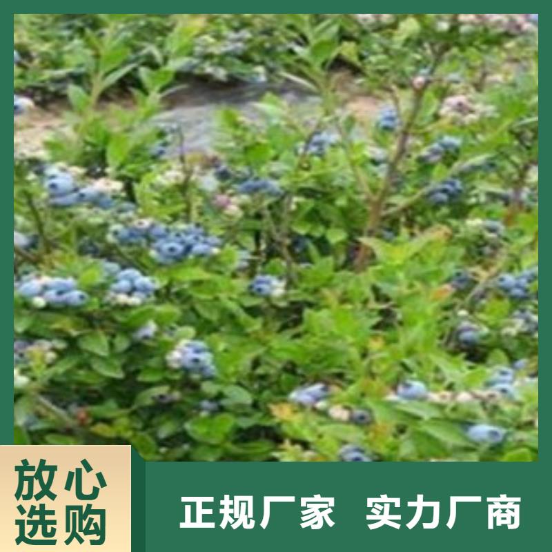 8厘米南部高丛蓝莓苗南部高丛蓝莓苗几年结果海量库存