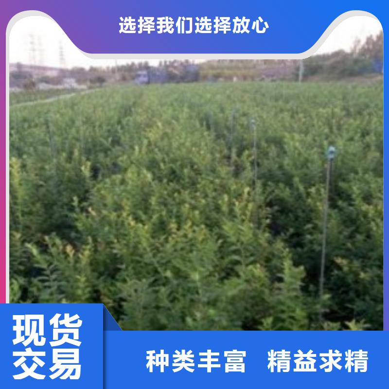 迪克西蓝莓树苗批发基地厂家现货供应