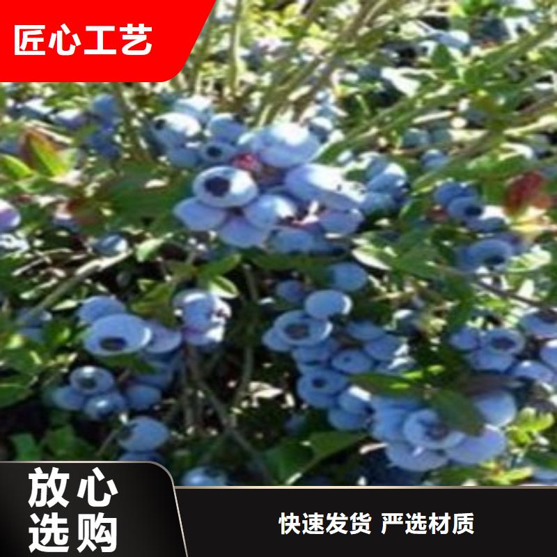 斯巴坦蓝莓树苗苗木基地质量上乘