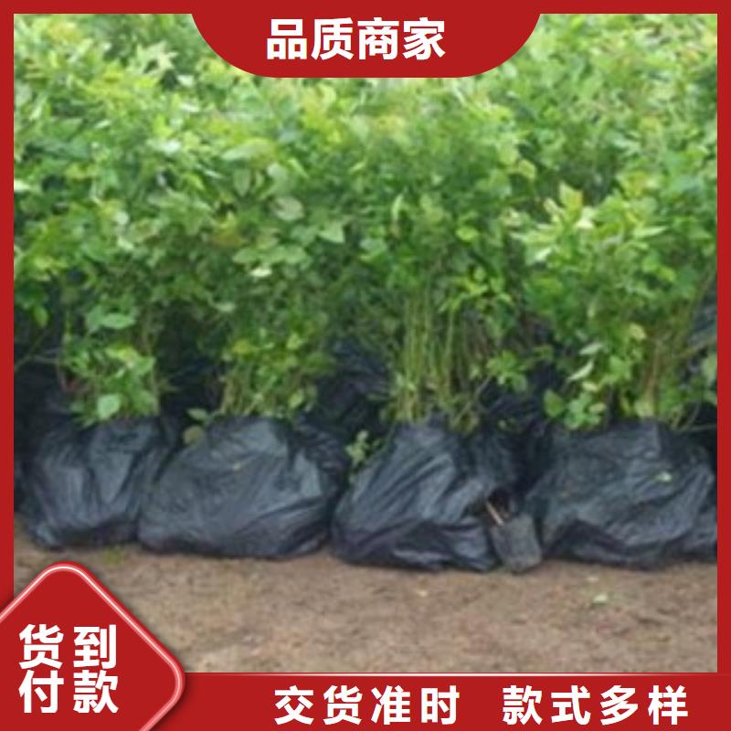 哈里森蓝莓树苗品种价格实惠