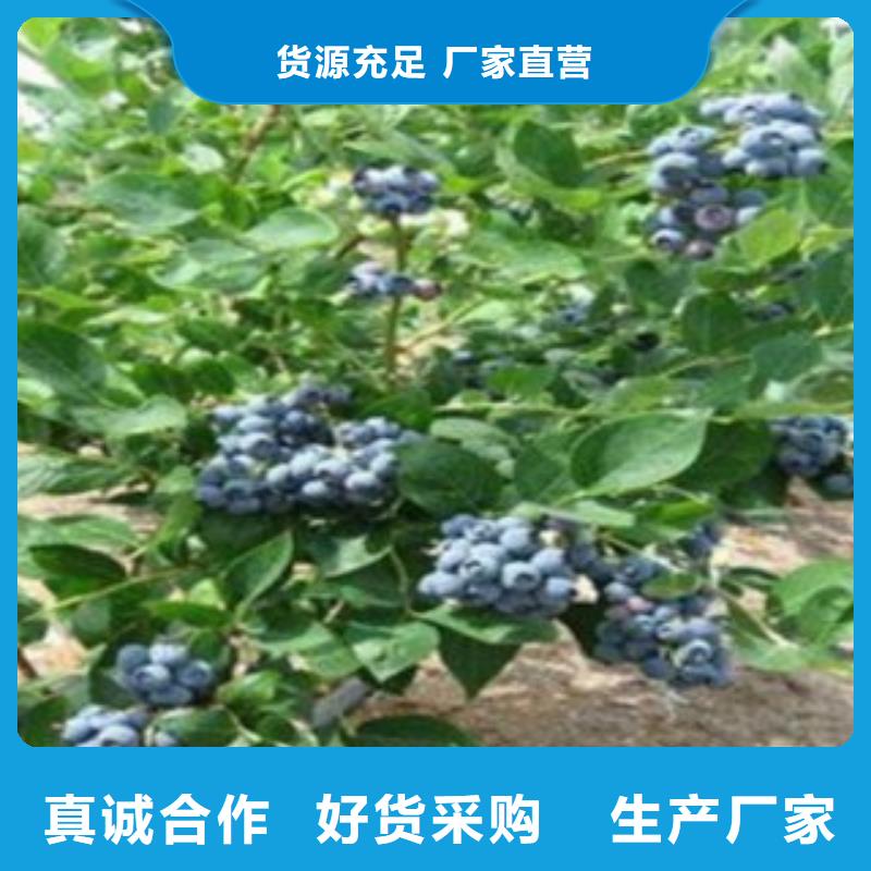 营养钵蓝莓树苗种植时间当地货源