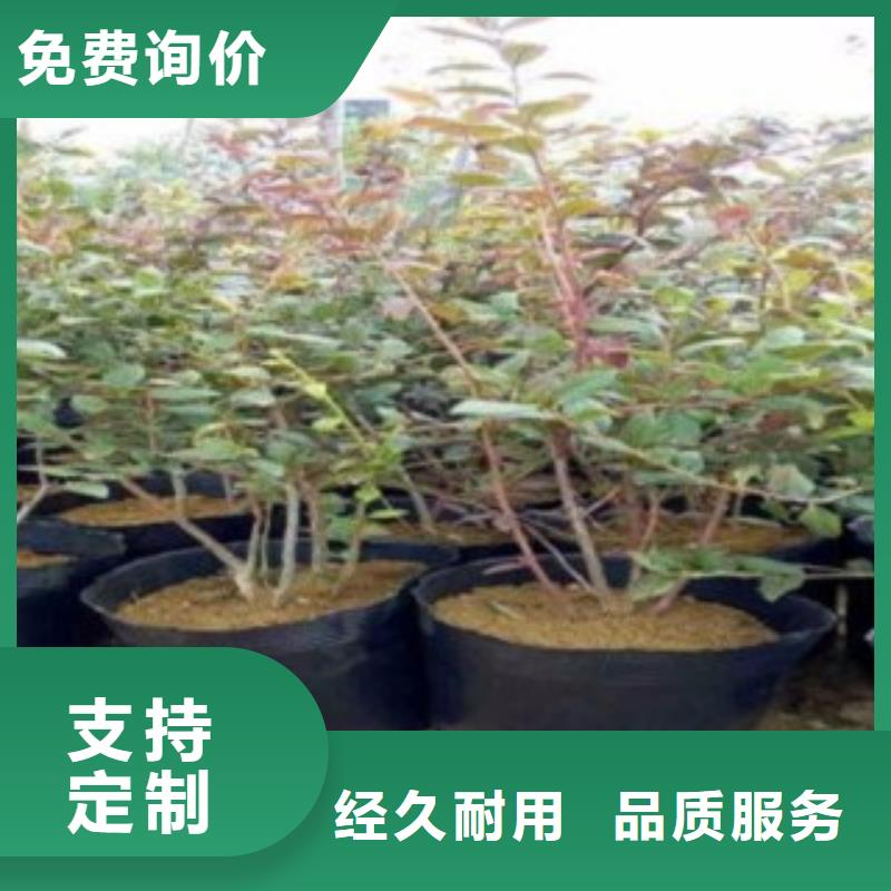 蓝莓苗梨树苗标准工艺附近服务商